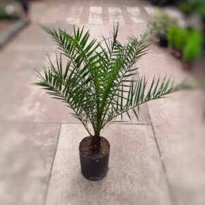 канарская финиковая пальма 2
