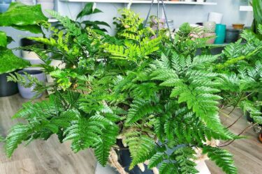 7 примечательных папоротников, которые вы непременно захотите добавить в свою коллекцию комнатных растений идеи фитодизайна и декора растениями КокедамаРу