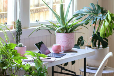7 причин иметь растения в офисе