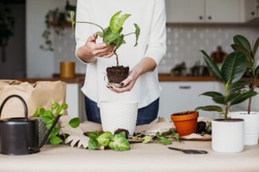 Советы при выборе комнатных растений для озеленения дома квартиры