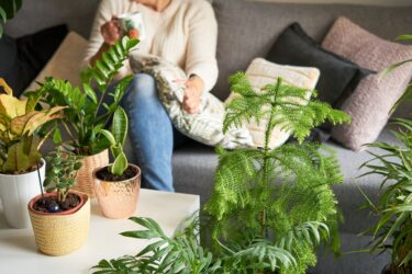 Польза домашних растений и ценность озеленения и декорирования растениями интерьера от КокедамаРу