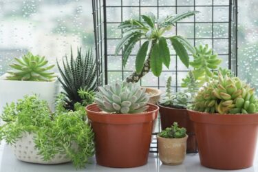 10 комнатных растений, не нуждающихся в постоянном поливе рекомендации по фитодизайну и как выбрать комнатные растения для дома от КокедамаРу