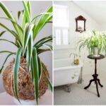 6 комнатных растений для ванной идеи интерьерного озеленения и фитодизайна от КокедамаРу