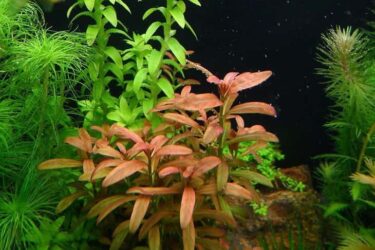 популярные виды аквариумные растения для рыб