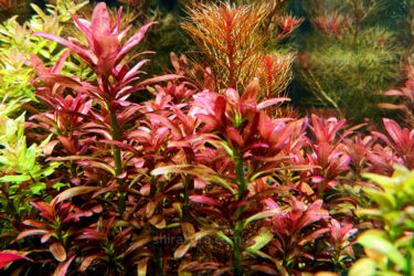 всё про аквариумное растение аммания изящная описание виды уход в домашних условиях