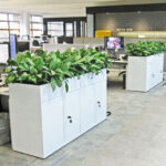 перегородки из растений дизайн офиса идеи оформления интерьера растениями виды растений для офиса