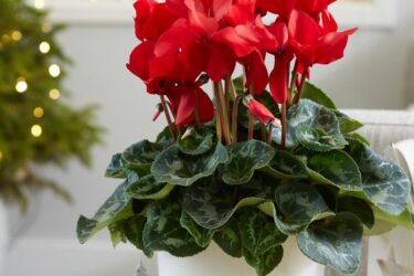 новогодние и рождественские красивоцветущие комнатные растения