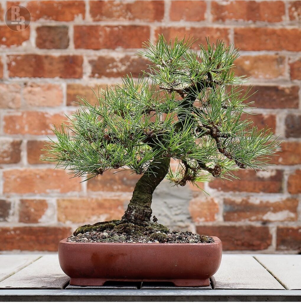 Бонсай — японский сад в миниатюре своими руками