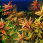 прозерпинака палюстрис аквариумное растение