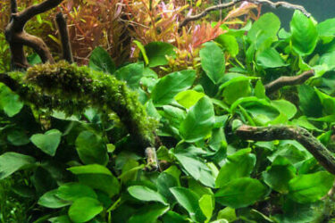 Анубиас аквариумное растение
