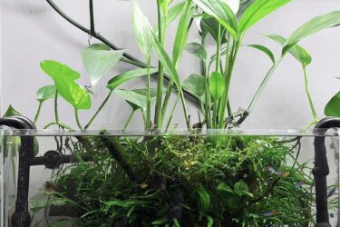 филодендрон папуа новая гвинея в аквариуме, выращивание филодендрона в аквариуме