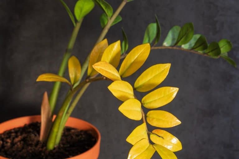 Почему желтеют листья замиокулькаса: основные причины и способы решения проблемы