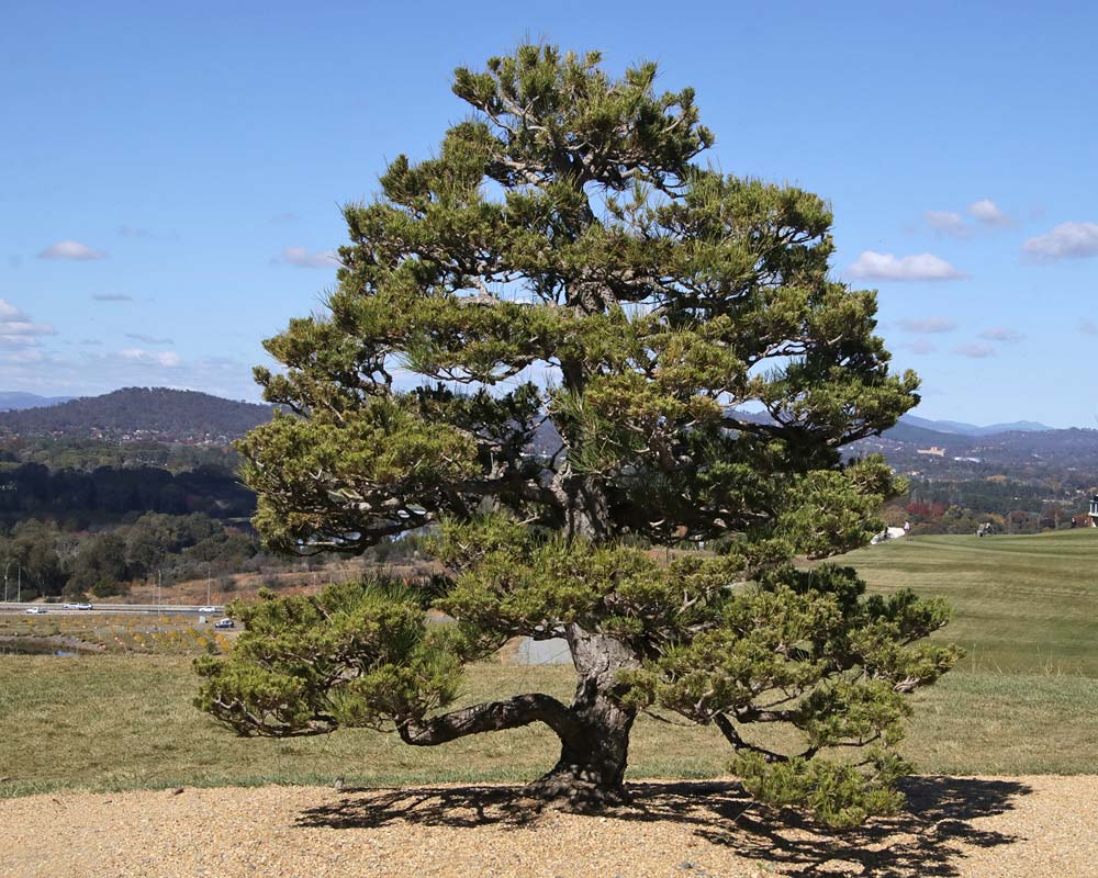 Японская чёрная сосна Тунберга Ботаническое описание выращивание бонсай