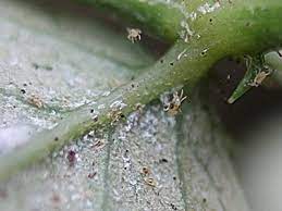 Желтеют листья у замиокулькаса причины что делать вредители паутинный клещ