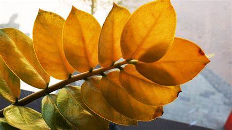 Замиокулькас - желтеют листья