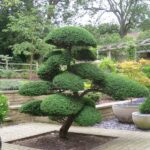 растения для японского сада деревья кустарники и многолетники выбор и выращивание