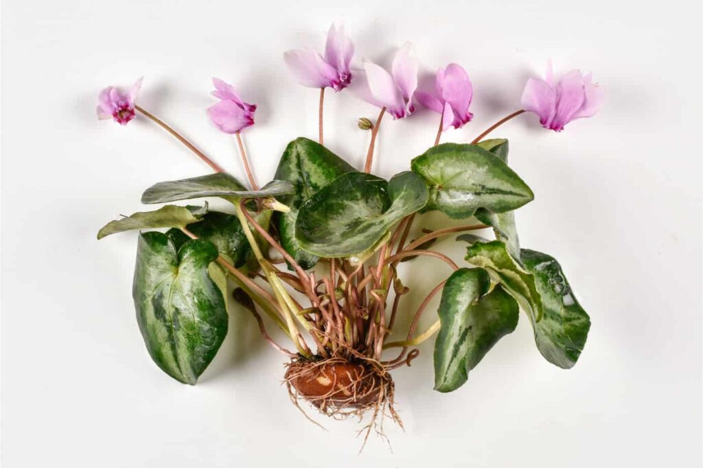 комнатные растения цветущие зимой цикламен клубень фото