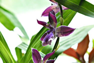 Орхидея зигопеталум фото видео выращивание и уход