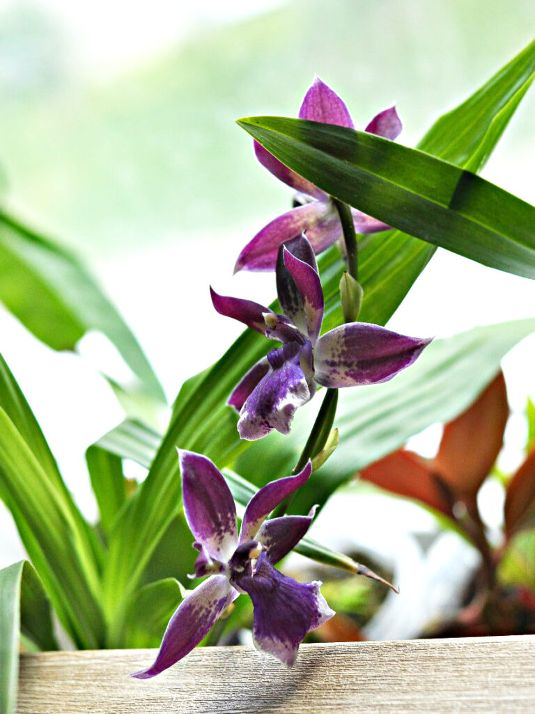 Орхидея зигопеталум фото видео выращивание и уход